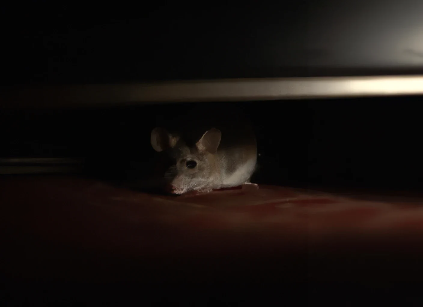 Sleep Tight, Don’t Let The Mice Bite Prevention Tips On Demand