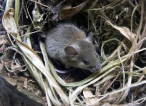 mouse sitting in its nest