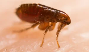 Brown flea parasite on human skin showing detailed body structure and legs