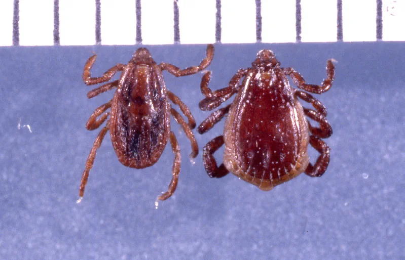 Two brown ticks on ruler showing size difference between unfed and engorged blood-fed specimens