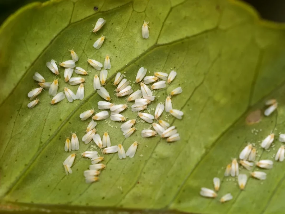 The Ultimate Guide to Whiteflies: On Demand Pest Control