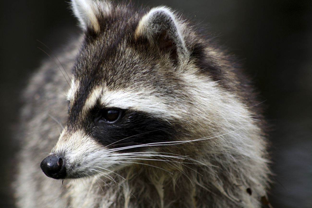 Raccoon Close-Up Profile Portrait