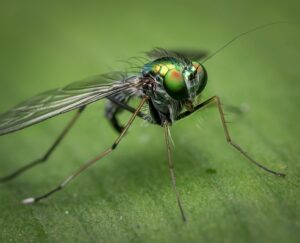 shallow focus of gray and green insect