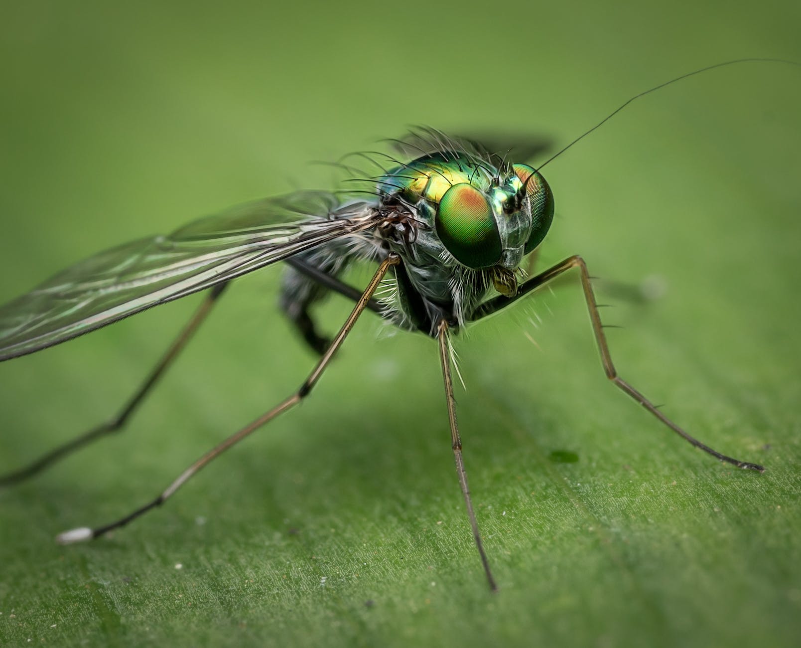 shallow focus of gray and green insect