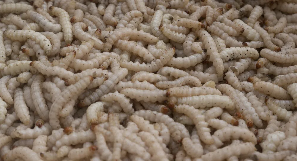 Maggots: Where Do They Come From?