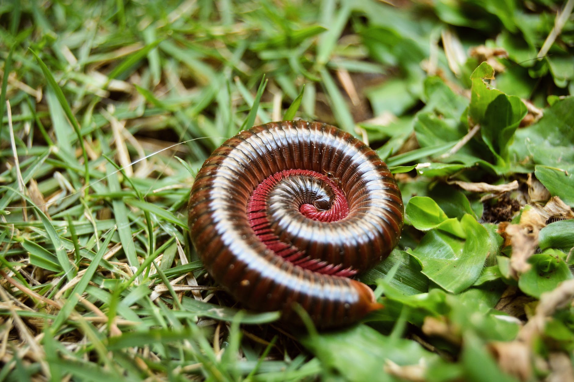 close up shot of a millipede on a grass
