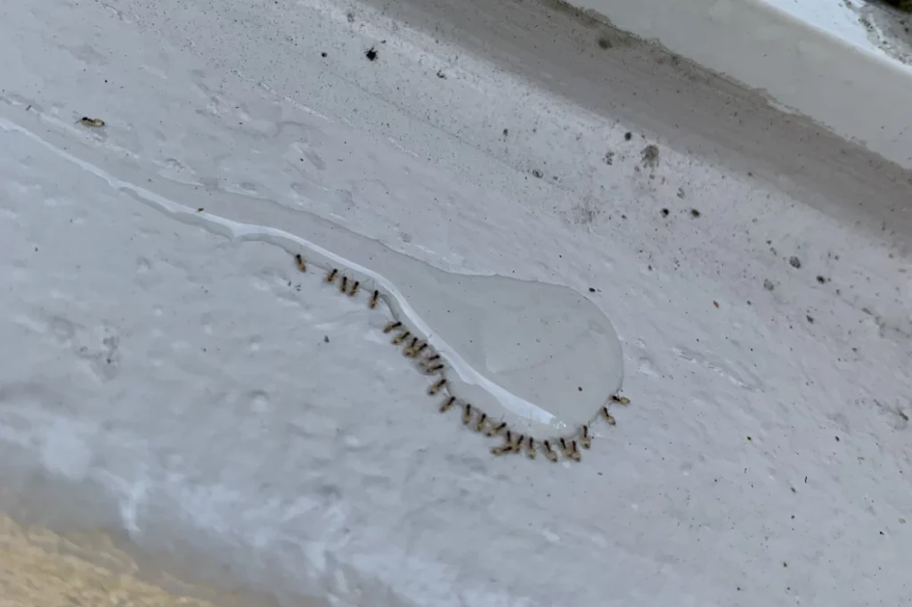 Brown millipede with segmented body crawling in shallow bathtub water showing household pest intrusion