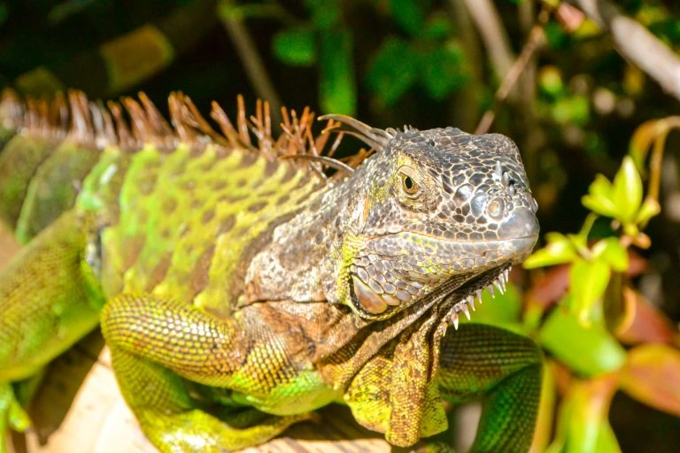 Large green iguana with spiky dorsal scales resting among tropical plants in Broward County Florida
