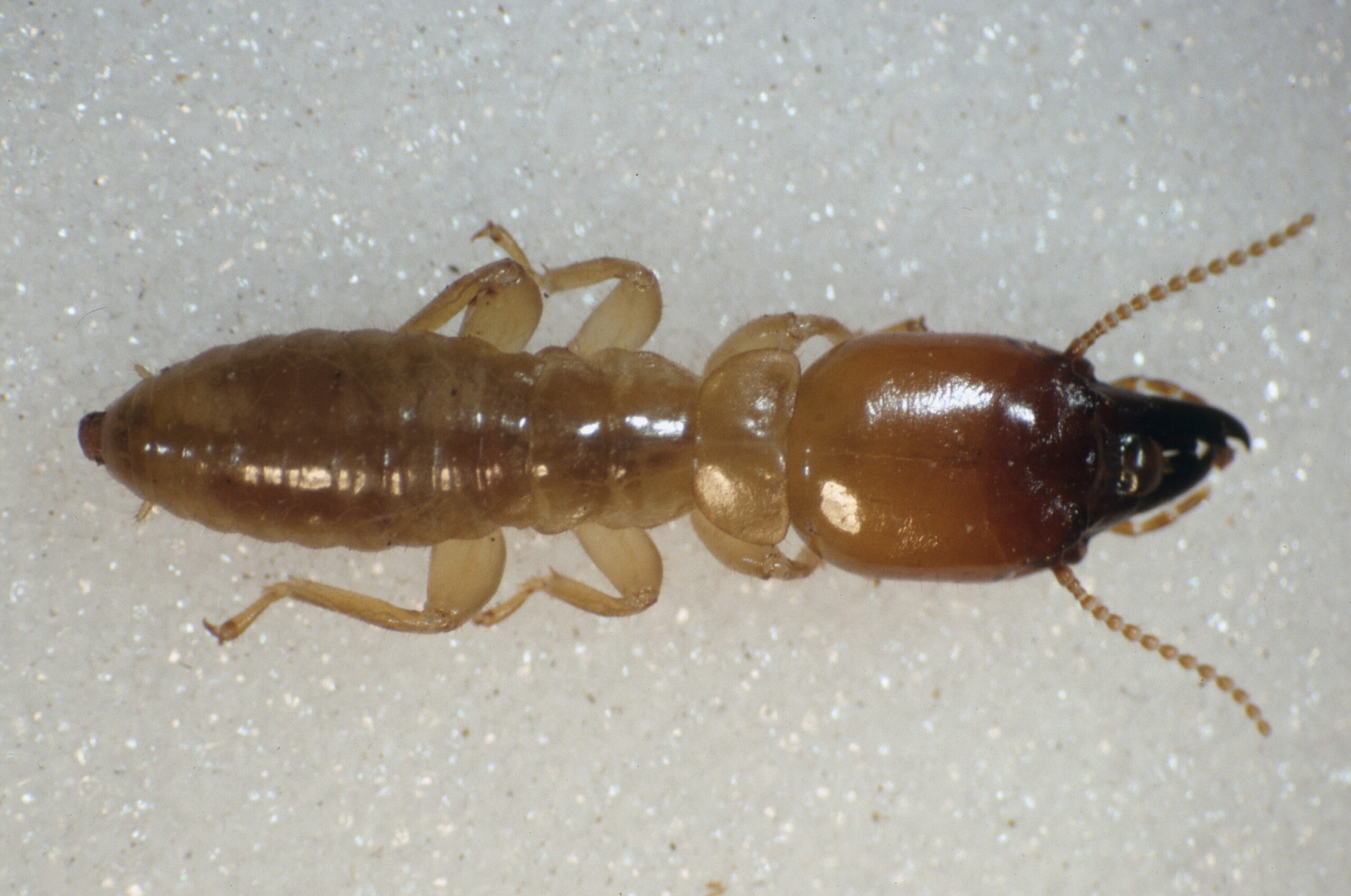 Porotermes adamsoni (Froggatt, 1897), Dampwood Termite