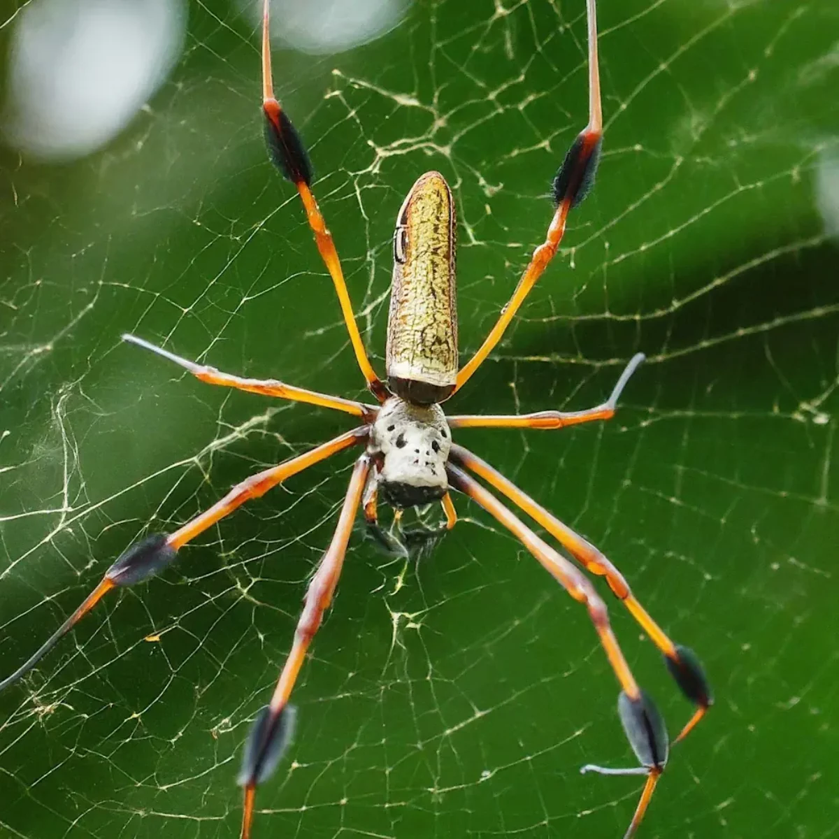 How to Get Rid of Banana Spiders | Florida Guide, image size:1200x1200