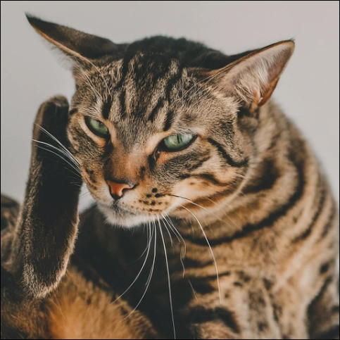 Tabby Cat Scratching Behind Ear