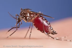 mosquito filled with blood
