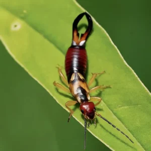 Close-up image of an earwig showing its distinctive pincers and elongated body