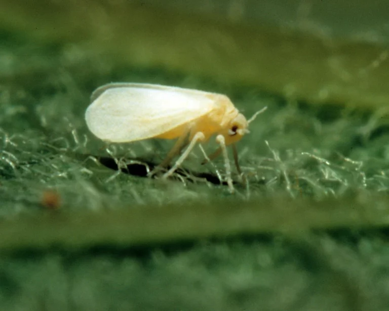 Silverfish pest with translucent white body and long antennae crawling on green plant leaf