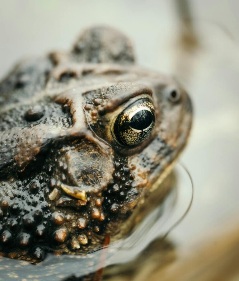 close up of toad head in natural habitat