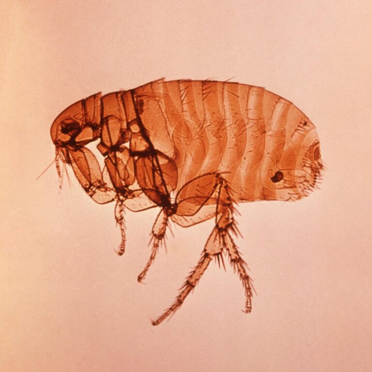 A close left lateral view of a female Oriental rat flea, Xenopsylla cheopis that transmit the bacterium Yersinia pestis, the causative agent of plague. Original image sourced from US Government department: Public Health Image Library, Centers for Disease Control and Prevention. Under US law this image is copyright free, please credit the government department whenever you can”.