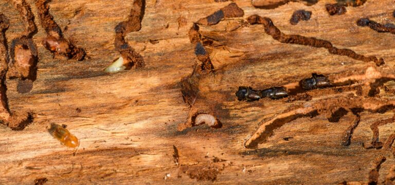 close up of termites
