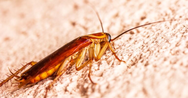 close up of cockroach