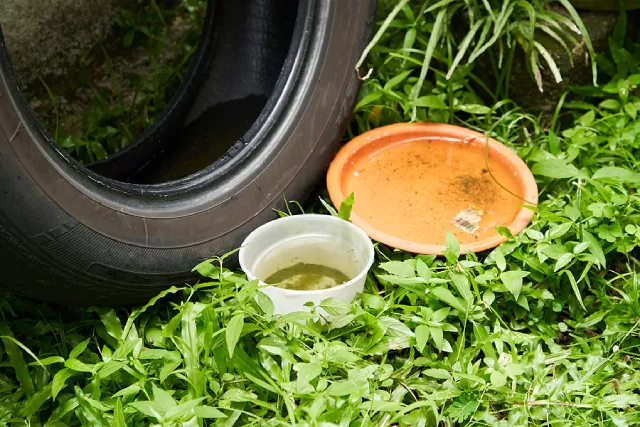 Standing water collected in discarded tire and container creating mosquito breeding sites in overgrown yard