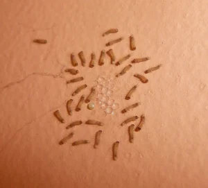 Carpet beetle larvae surrounding freshly laid carpet beetle eggs on an indoor surface