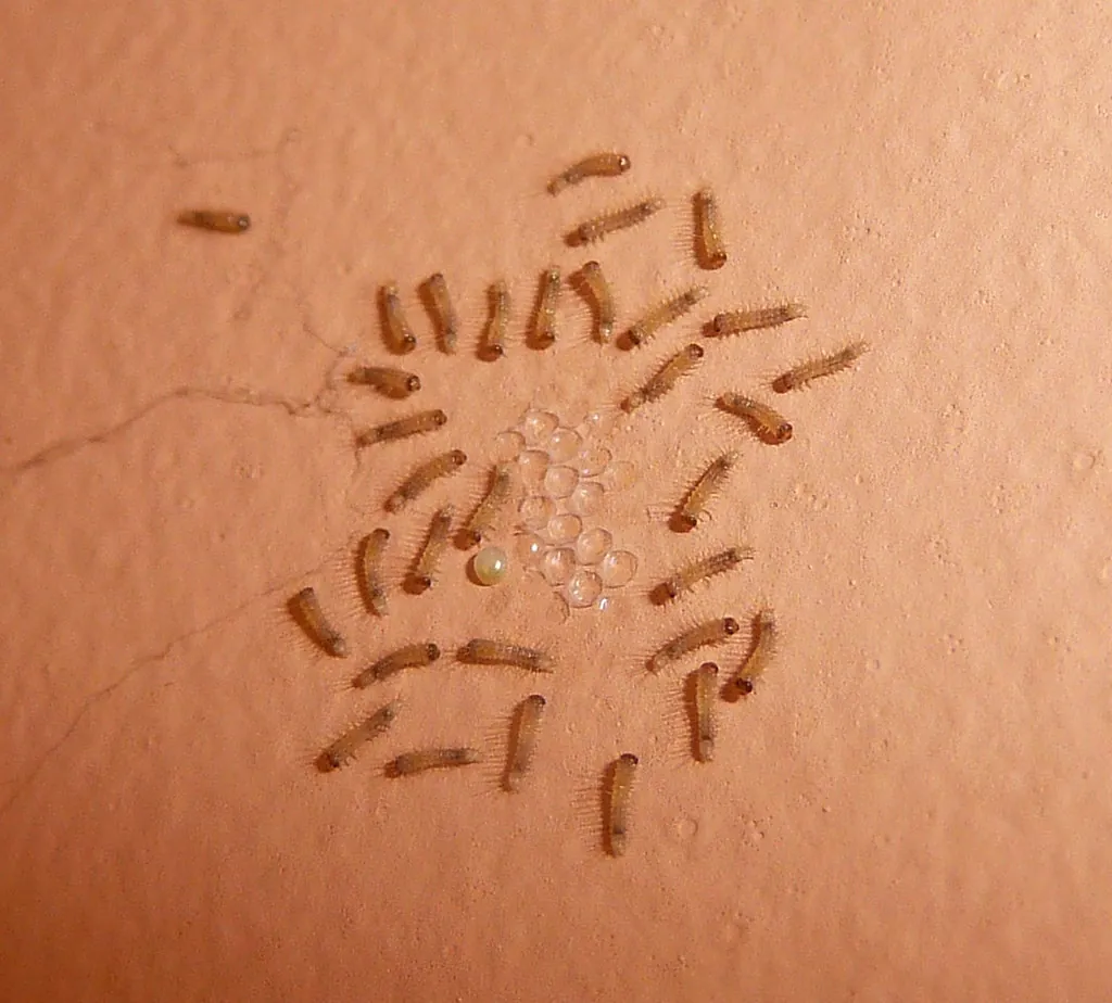 Flea eggs and larvae clustered on human skin showing active infestation requiring professional pest control treatment