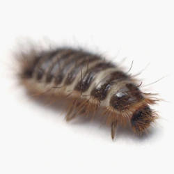 Carpet beetle larva with brown and tan banding and dense hairs on a white background