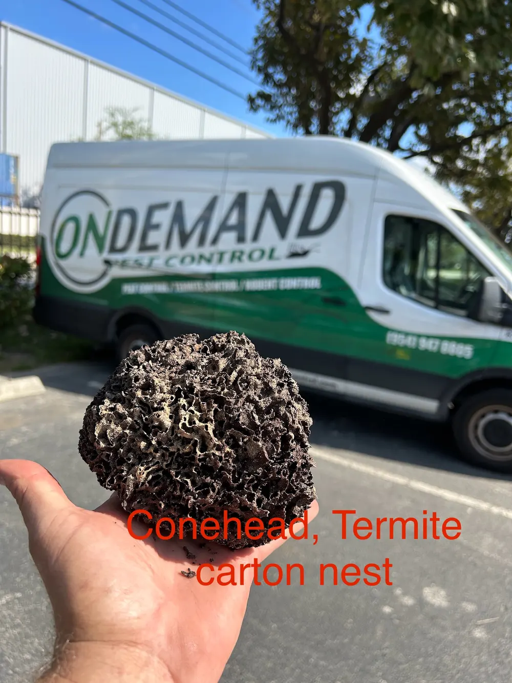 Conehead termite carton nest discovered on a Broward County job — original On Demand Pest Control photo
