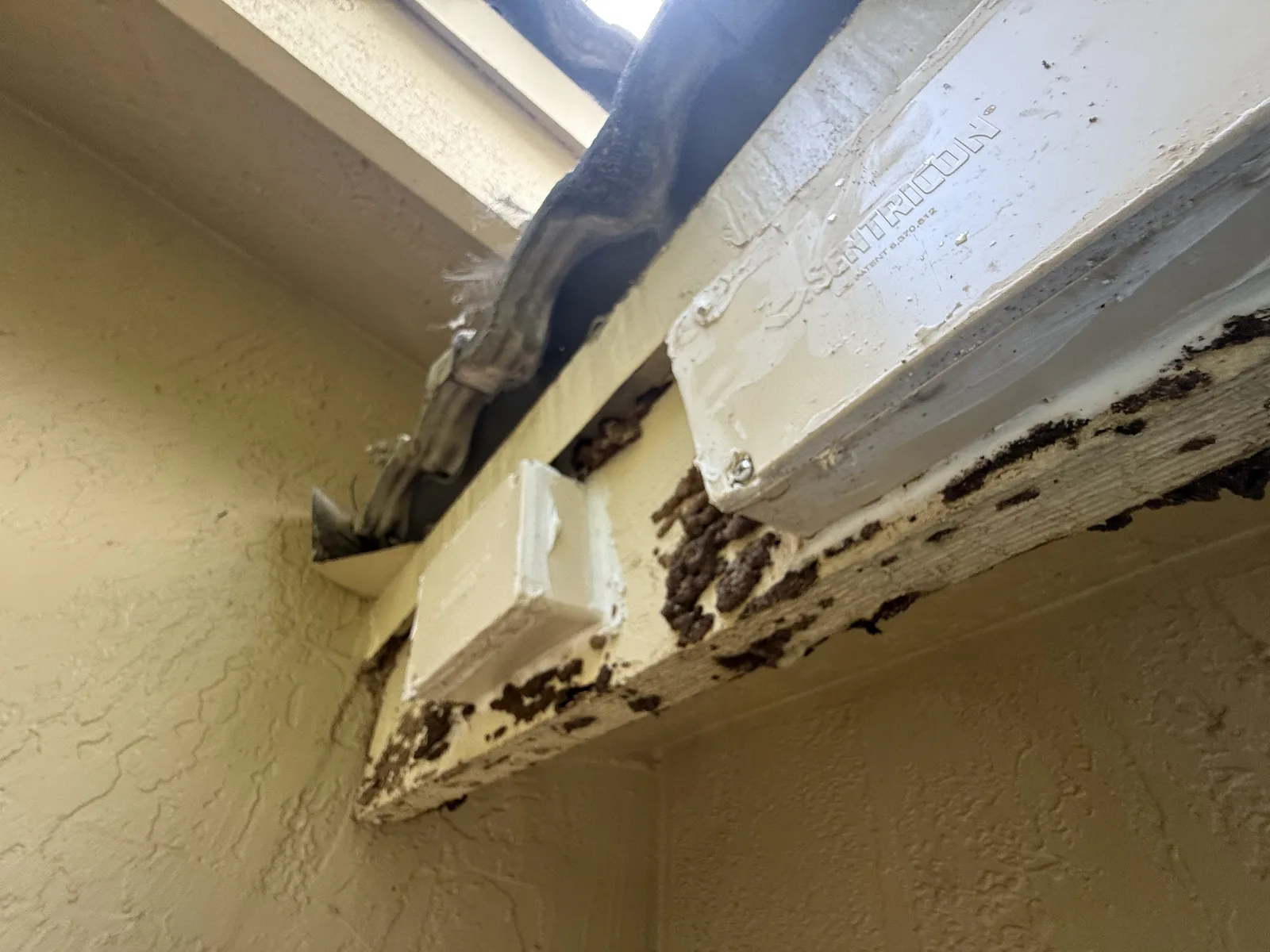 Subterranean termite mud tubes on a window frame with Sentricon bait station installed