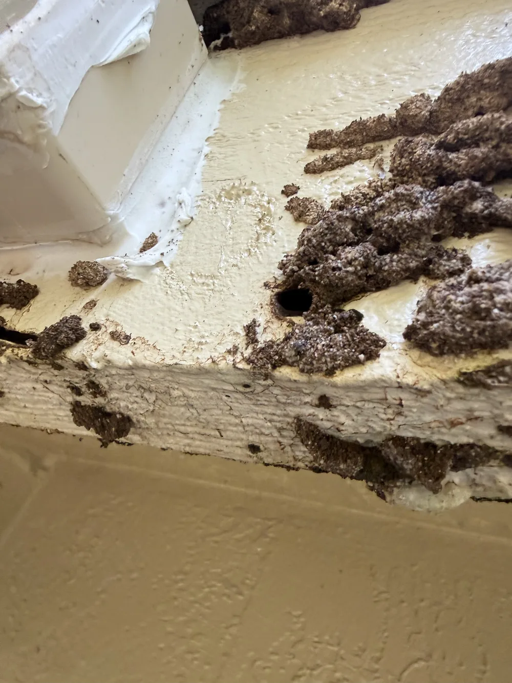 Termite mud tubes and wood damage on an interior beam