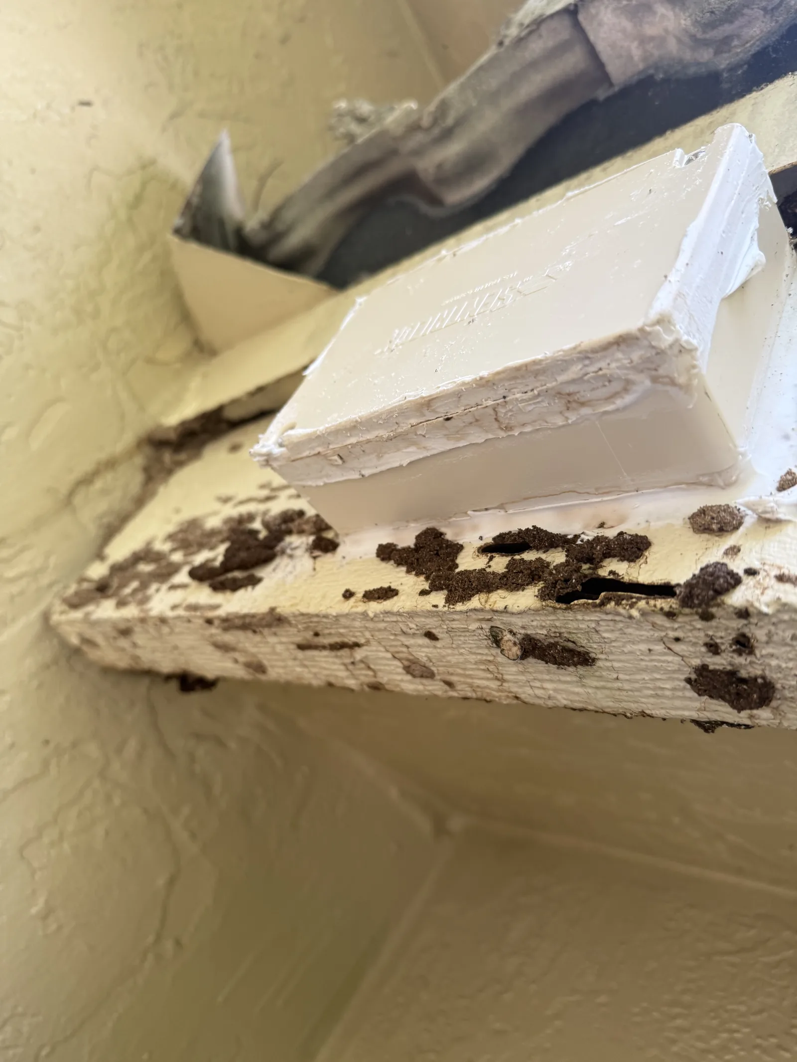 Drywood termite frass and damage on a painted wood beam at a Florida job