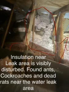 Attic insulation disturbed near water leak with signs of ants, cockroaches, and dead rats