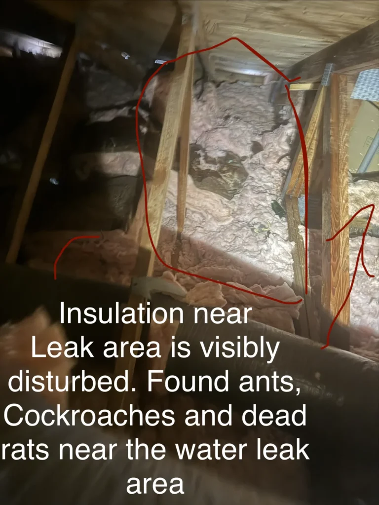 Attic insulation disturbed near water leak with signs of ants, cockroaches, and dead rats