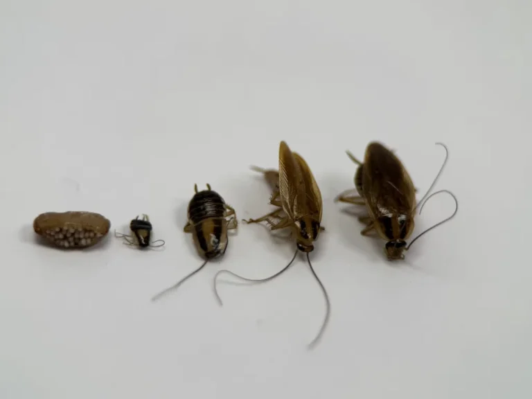 German cockroach life stages from egg case to nymphs and adults lined up on white background