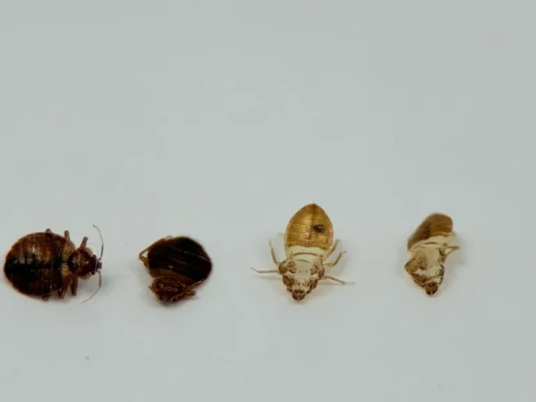 Four bed bugs showing different life stages and molted exoskeletons on white background