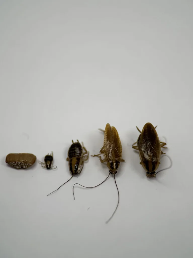 German cockroach life stages showing egg case, nymphs, and adult roaches lined up