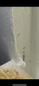 Tiny ghost ants trailing in a line along a painted wall corner near a shelf edge