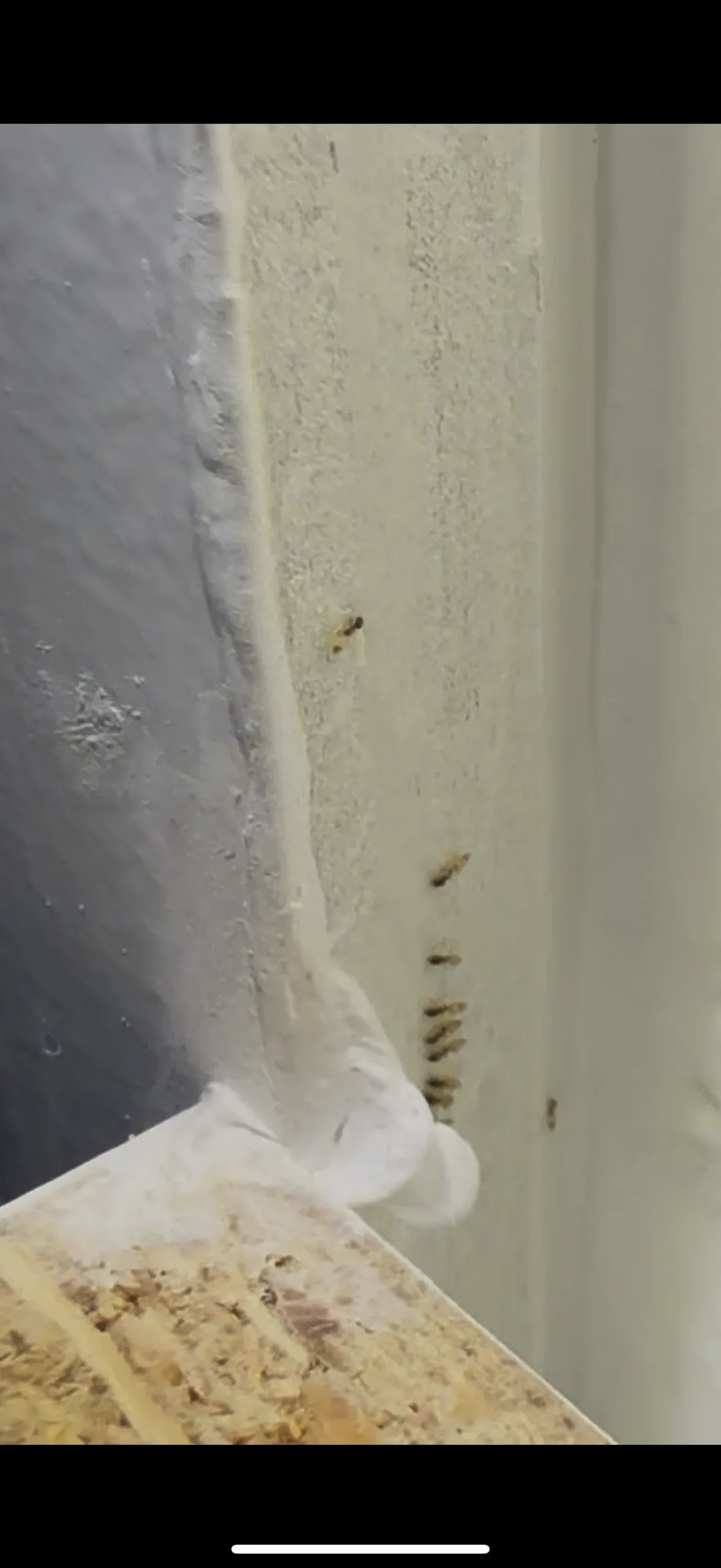 Tiny ghost ants trailing in a line along a painted wall corner near a shelf edge
