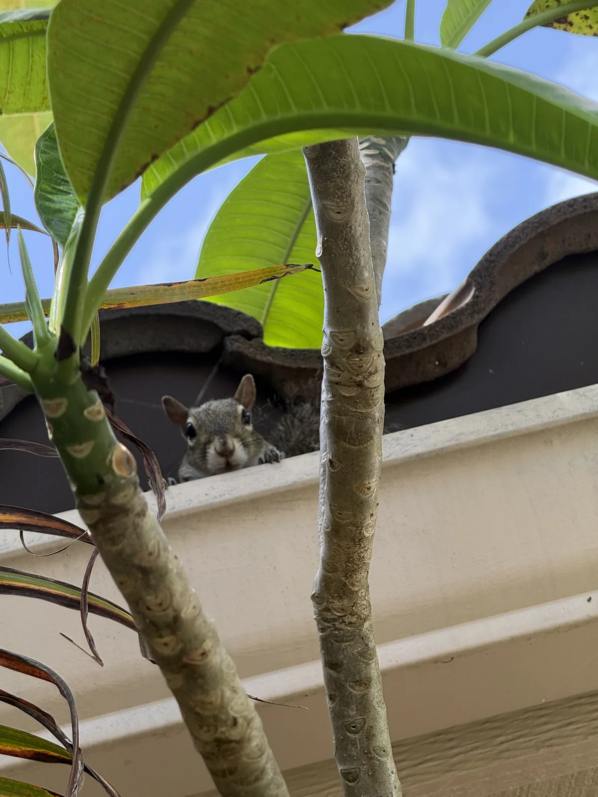 Gray squirrel peering over roof gutter behind plumeria plant on South Florida home