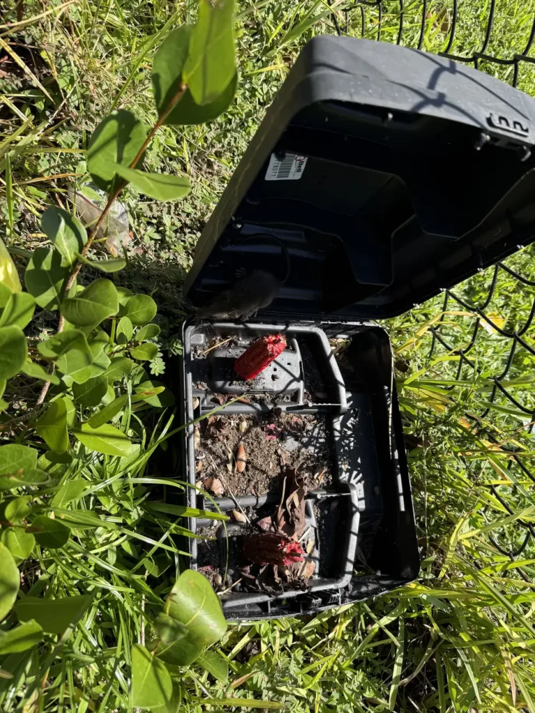 Open black rodent bait station showing red bait blocks and a rodent inside near a fence line