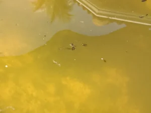 Mosquito larvae wriggling near the surface of stagnant algae-tinted standing water