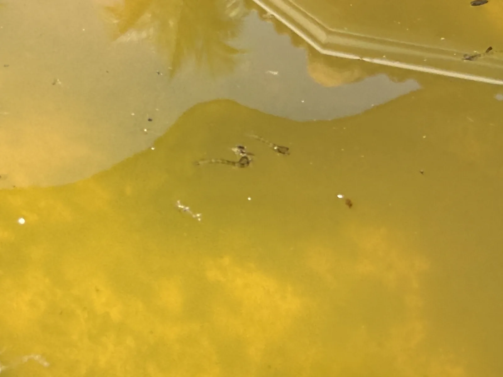 Mosquito larvae wriggling near the surface of stagnant algae-tinted standing water