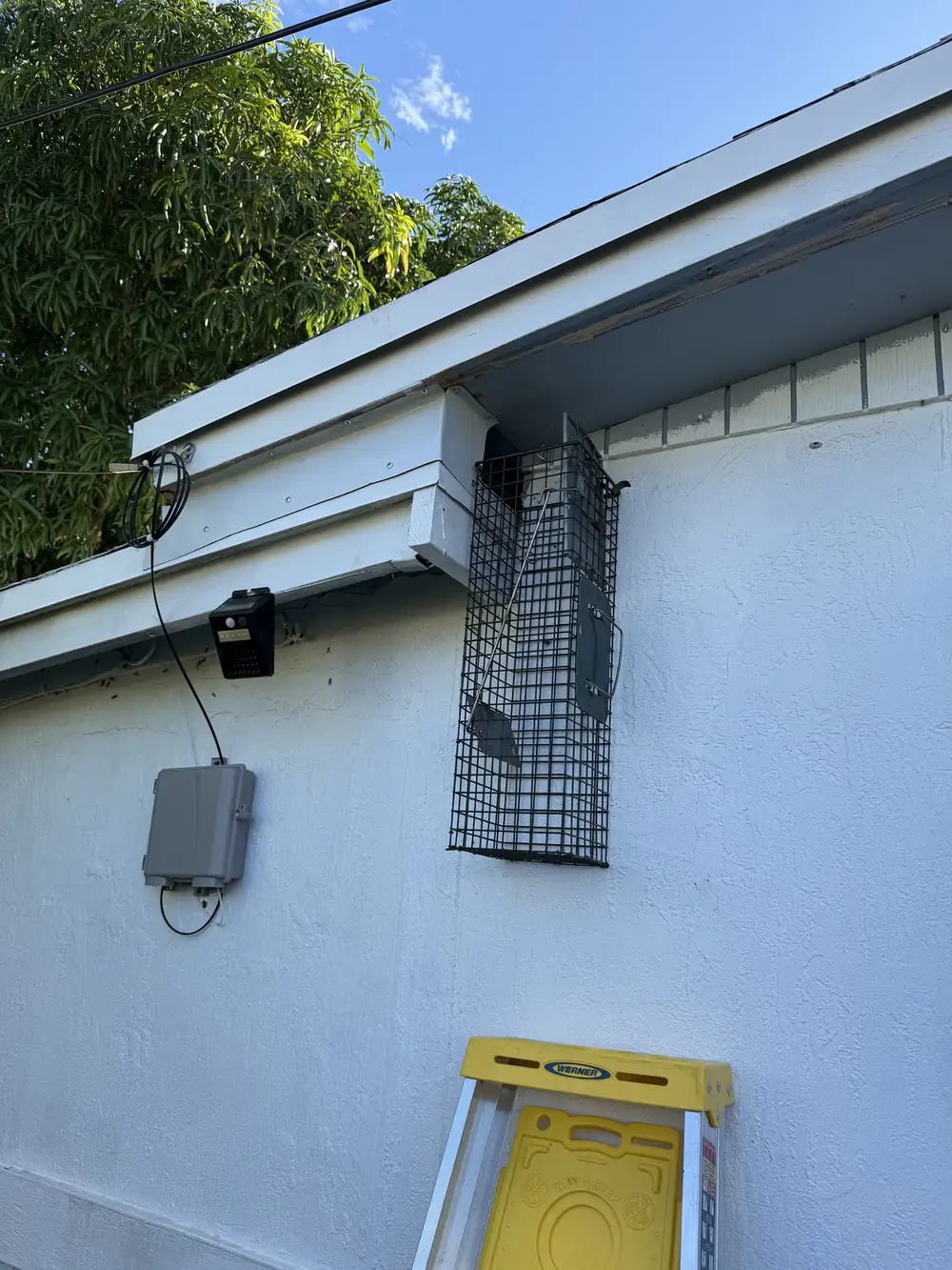 Wire mesh rodent trap mounted high on a stucco wall near roofline with ladder below