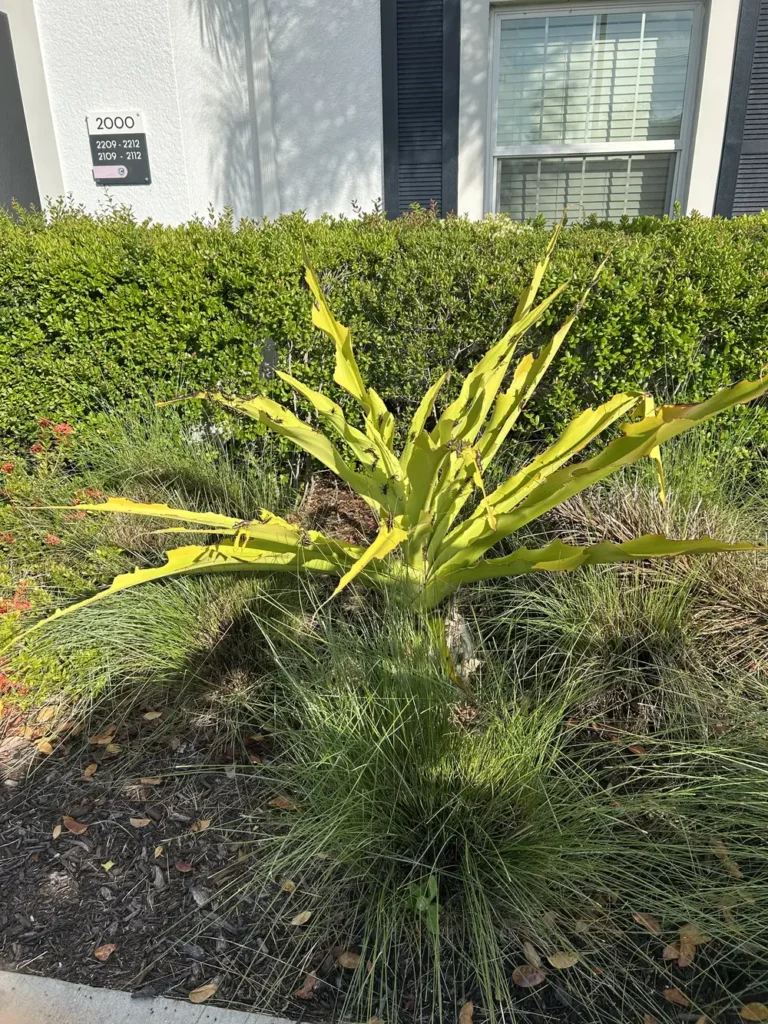 Pale yellow-green agave plant with drooping leaves in ornamental grass landscaping outside apartment building