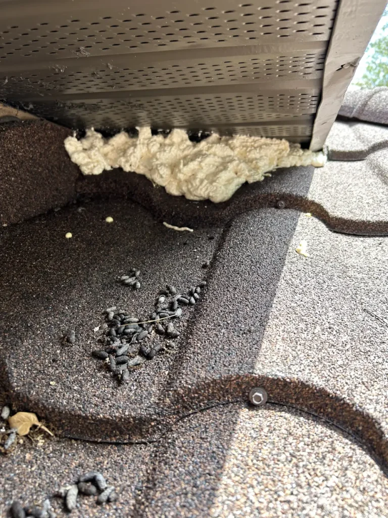 Dark rodent droppings scattered on shingled roof beneath vent with exposed insulation entry point