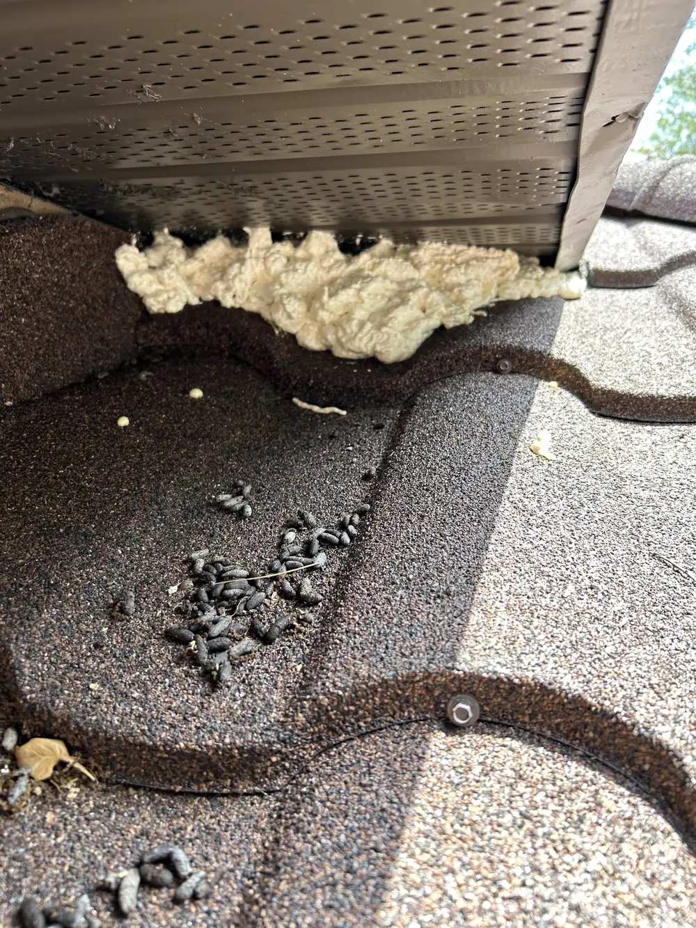 Dark rodent droppings scattered on shingled roof beneath vent with exposed insulation entry point